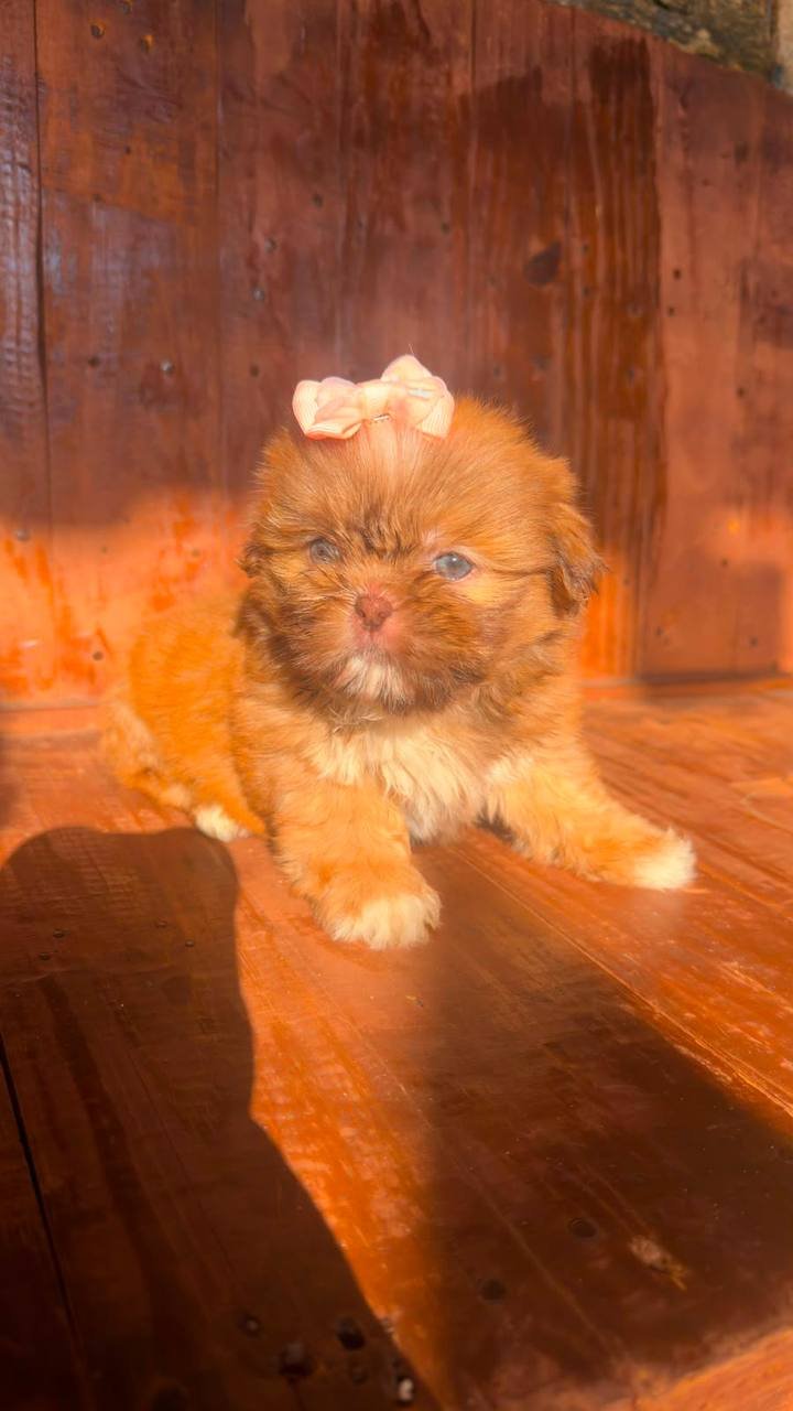Shih Tzu para adoção