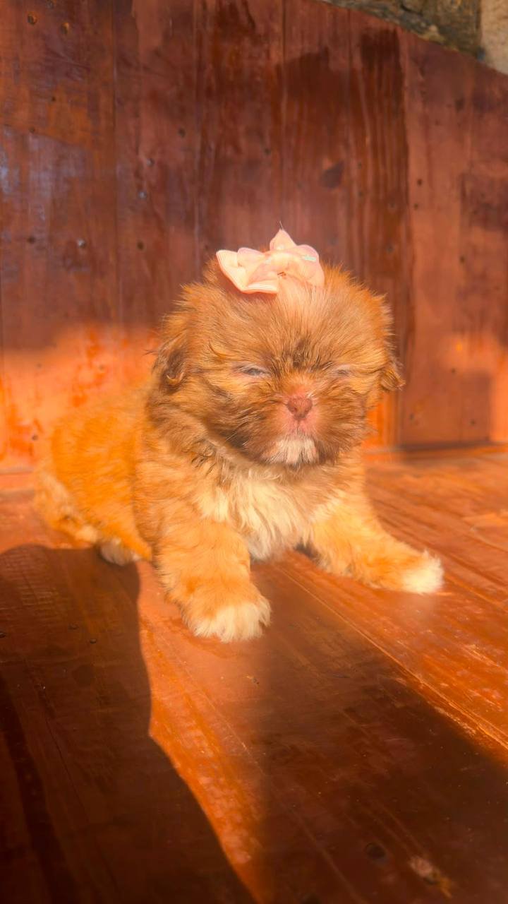 Shih Tzu para adoção - foto 2