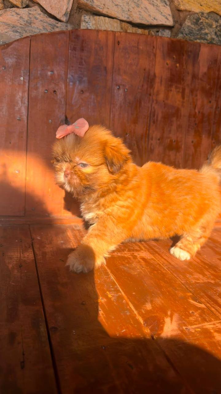 Shih Tzu para adoção - foto 3