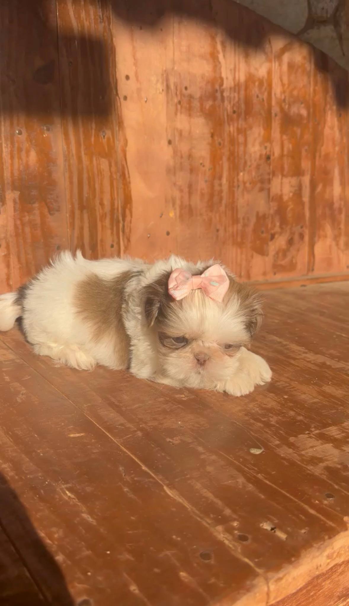Amora, filhote Shih Tzu