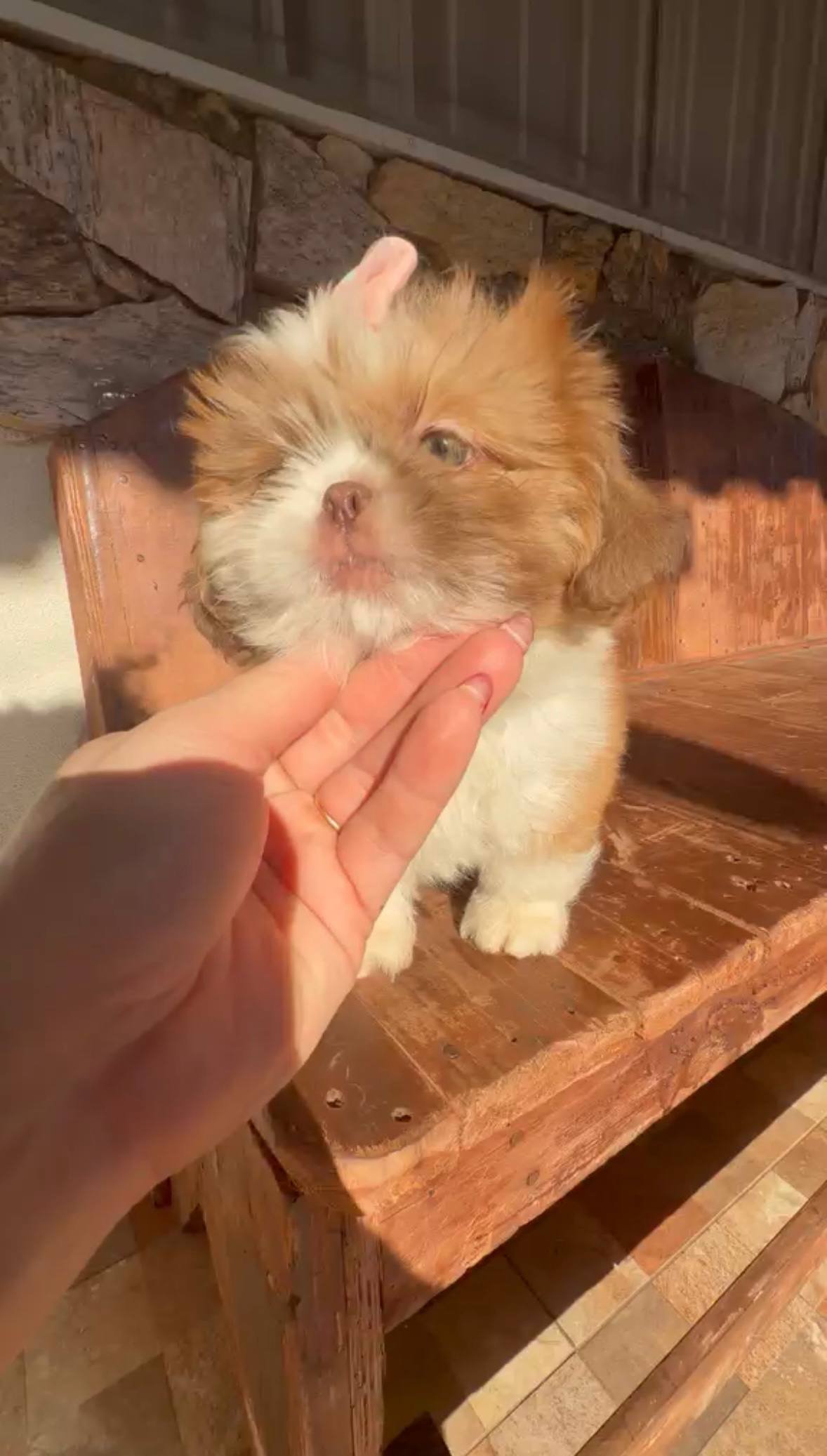Maya, filhote Shih Tzu
