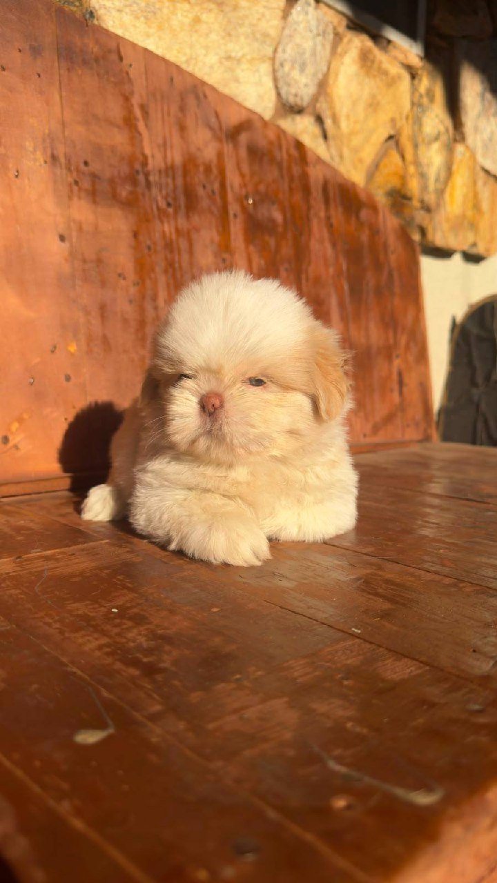 Theo, filhote Shih Tzu