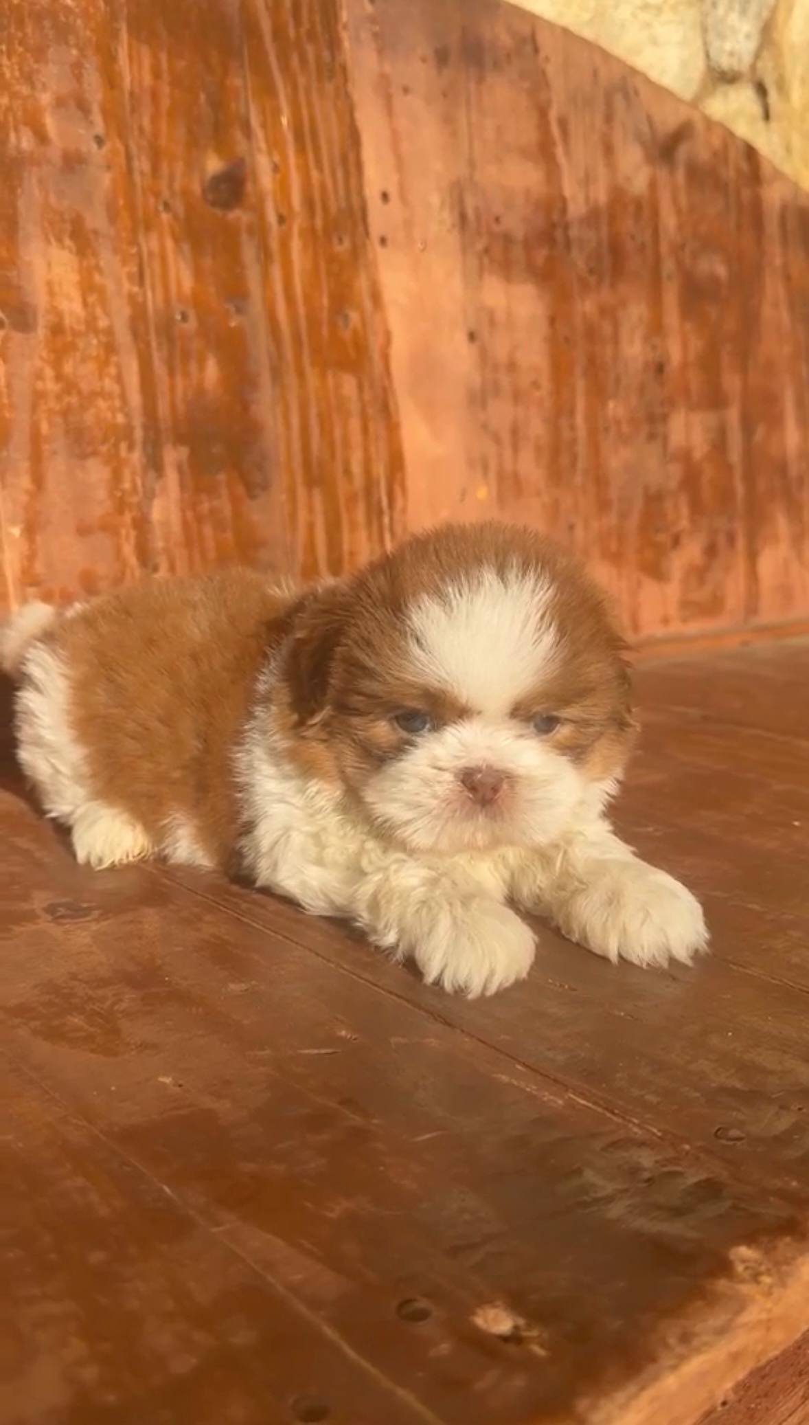 Bento, filhote Shih Tzu